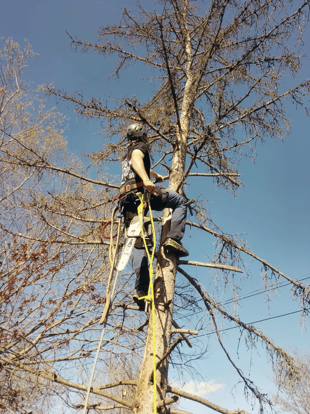 Tala d'arbres controlada